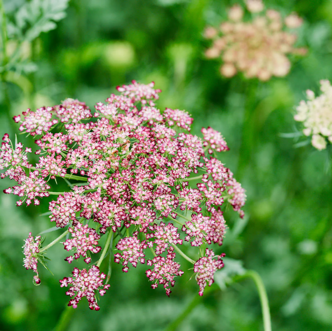 Queen Anne's Lace Flower Seeds