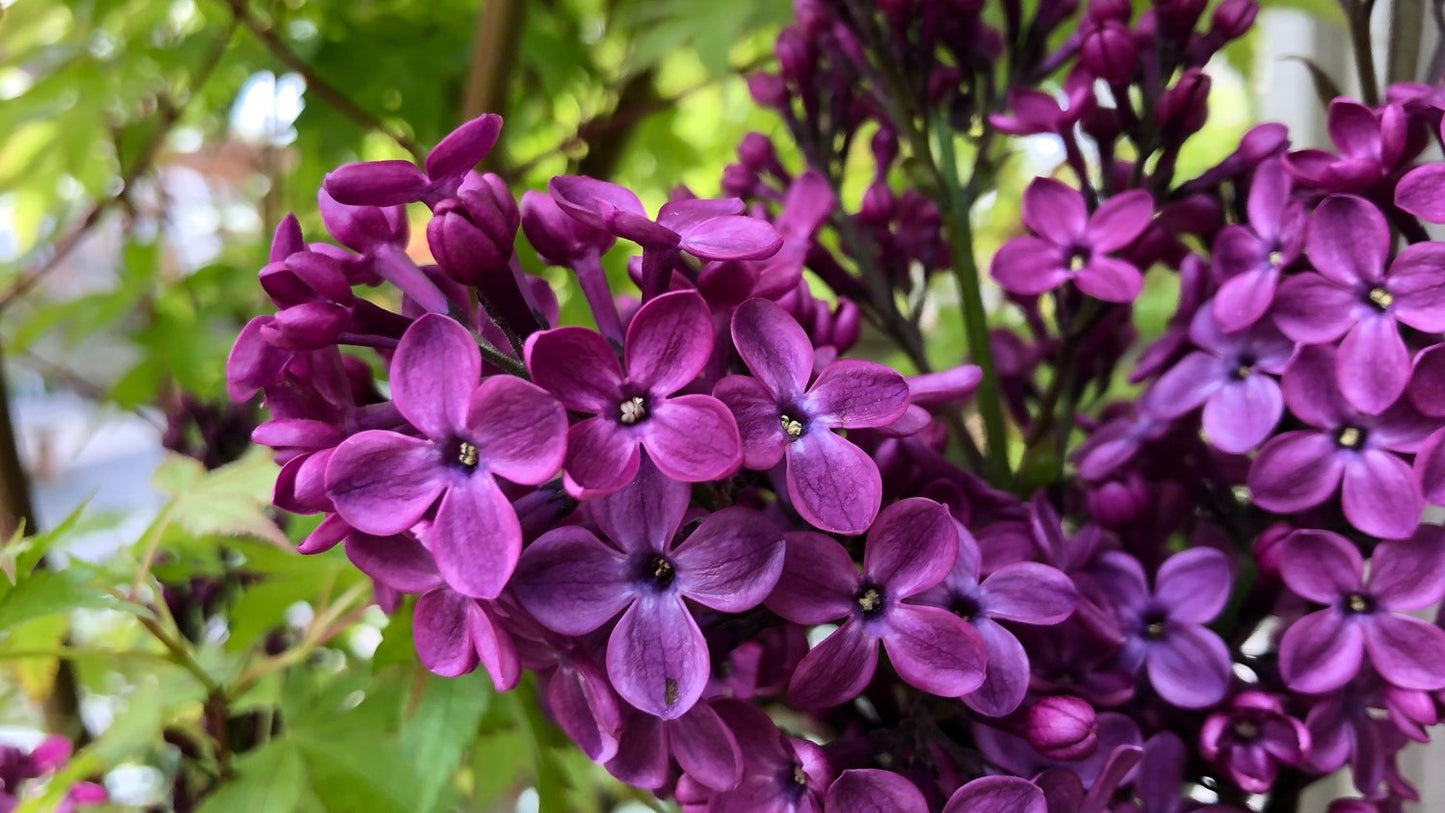 Dark Purple Lilac Shrub Seeds