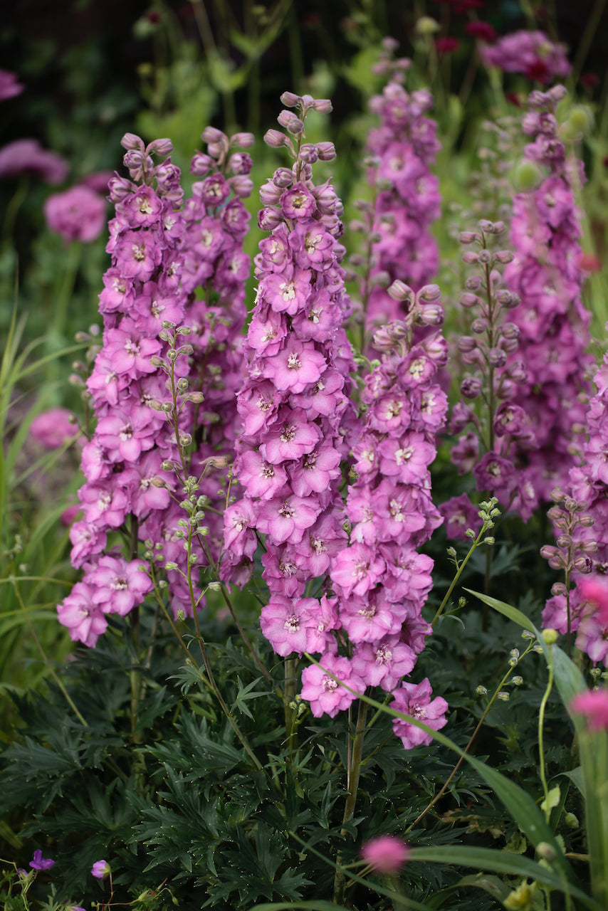 Pink Delphinium Flower Seeds