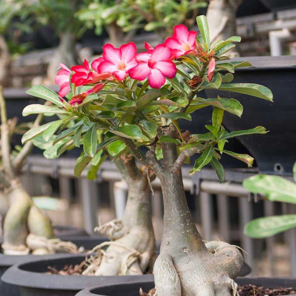 Adenium Flower seeds for Planting - Colorful Display, Heirloom & GMO Free Seeds for Home Garden