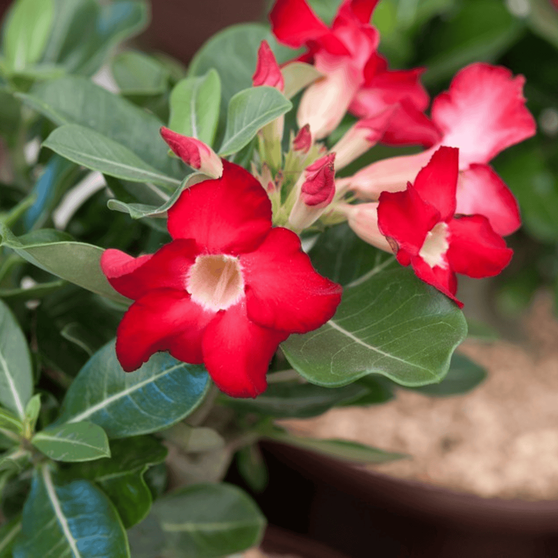 Red Desert Rose Flower Seeds