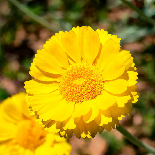 Desert Flower Marigold Seeds for Planting – Heirloom, Non-GMO, Easy to Grow, Annual Blooms