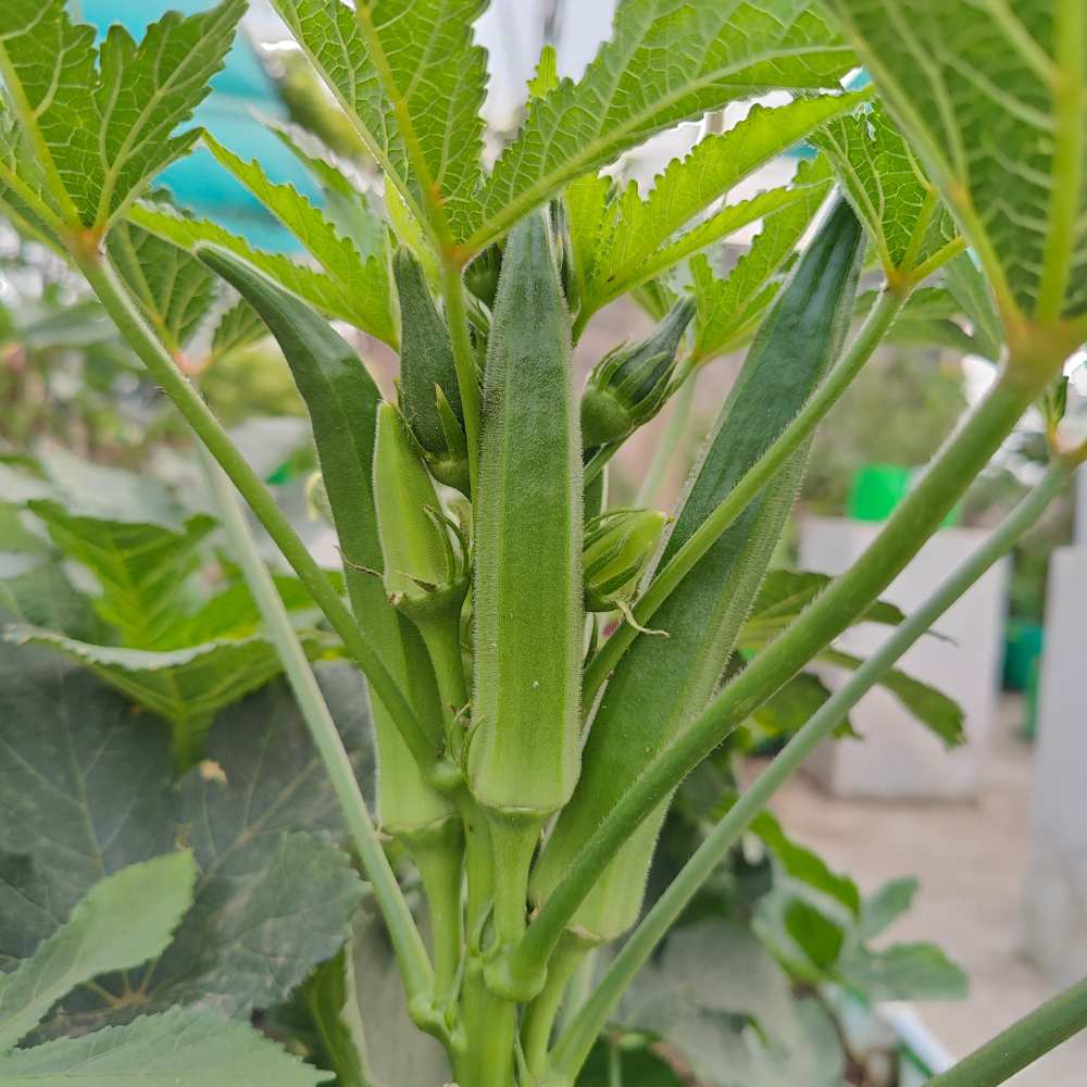 okra seeds for planting Okra Warm-Season Vegetable Seeds for Planting – Heirloom, Non-GMO, Eas – Pure Asia Seeds