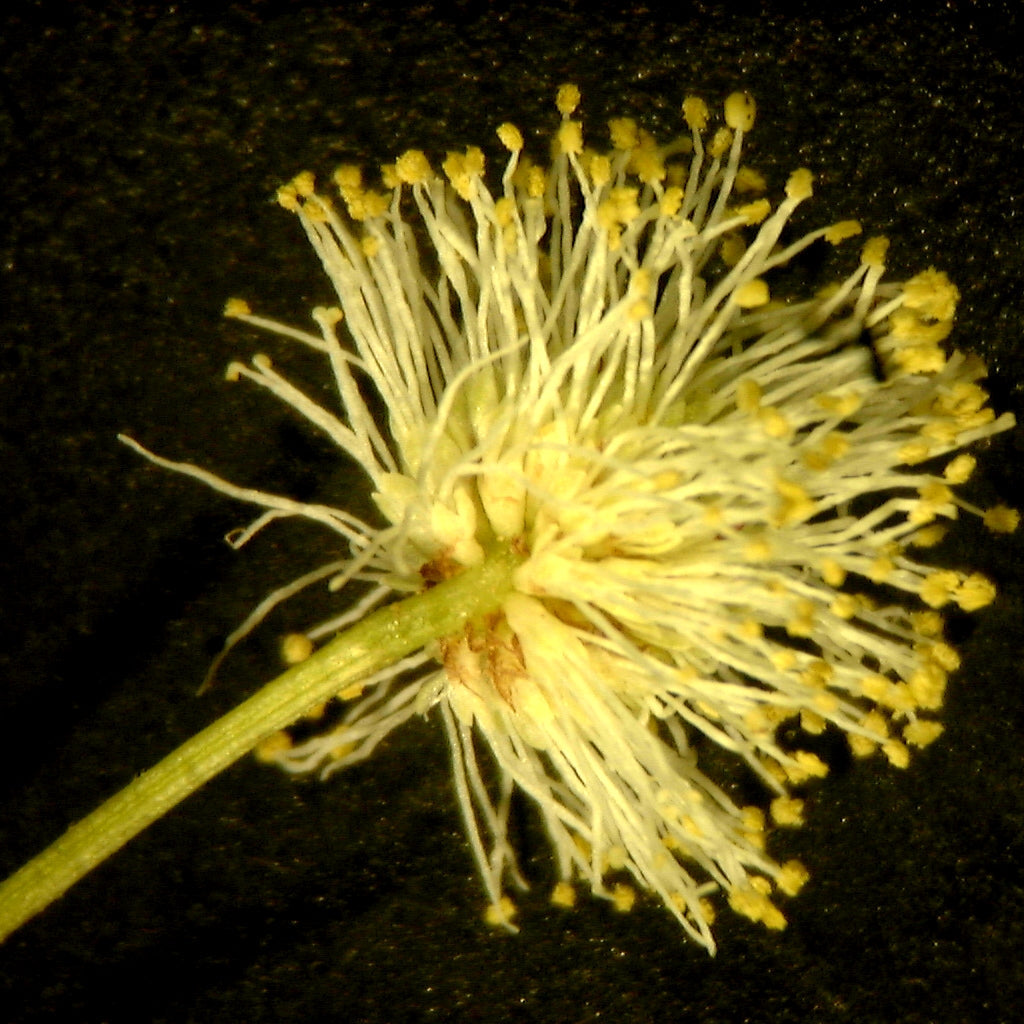 Yellow Illinois BundleFlower seeds for Planting - Vibrant Colors, Heirloom & GMO Free Seeds for Home Garden
Sale for planting in home garden