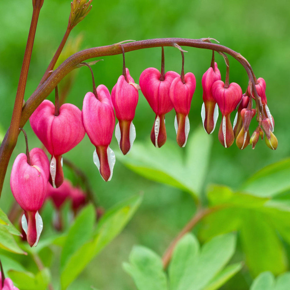 Semillas de flores de corazón sangrante (Dicentra Spectabilis)