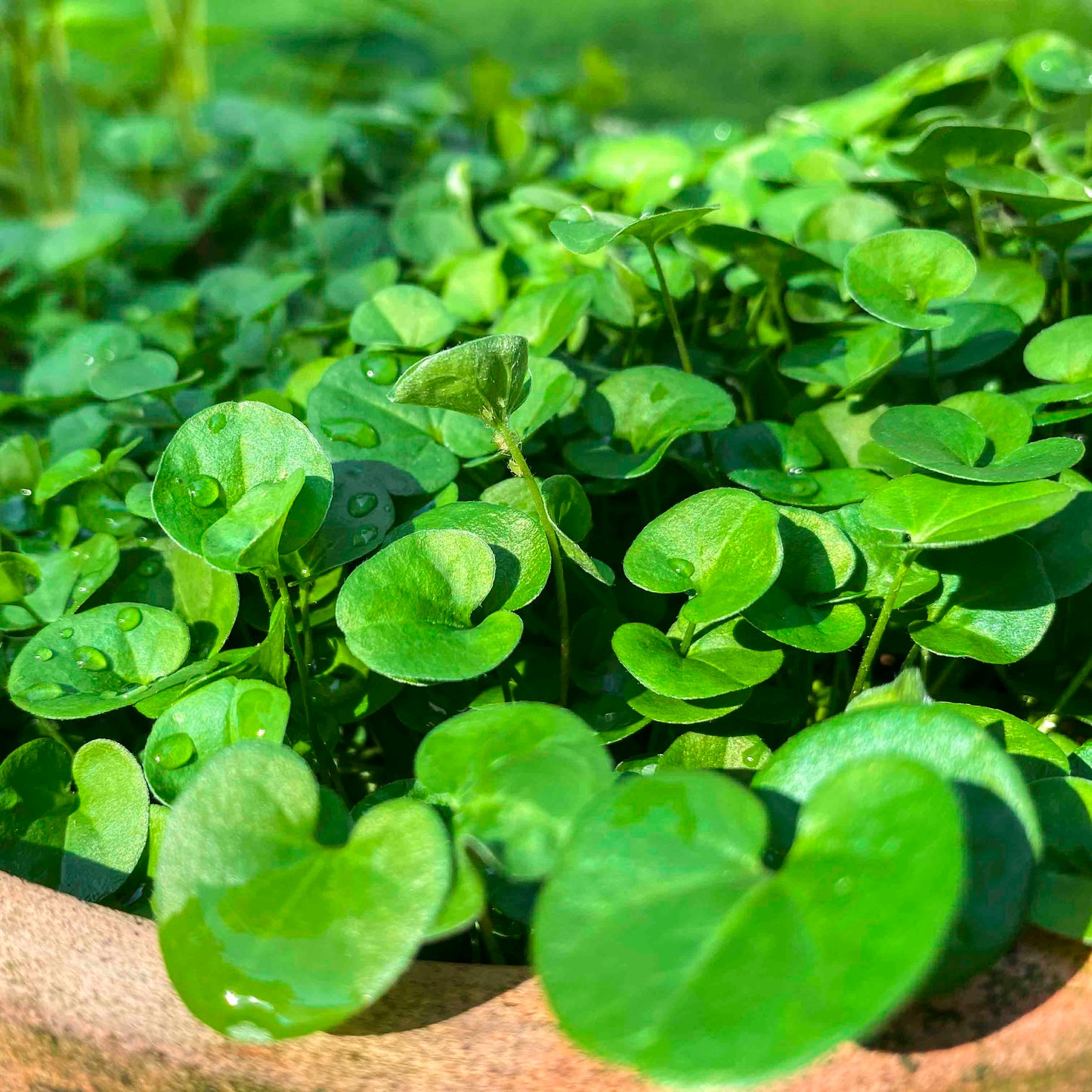 Dichondra Repens Herb Seeds for Planting – Heirloom, Non-GMO, Groundcover, Perennial