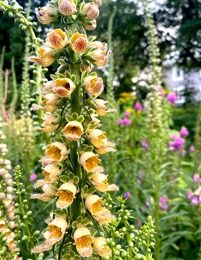 Rusty Foxglove Flower Seeds
