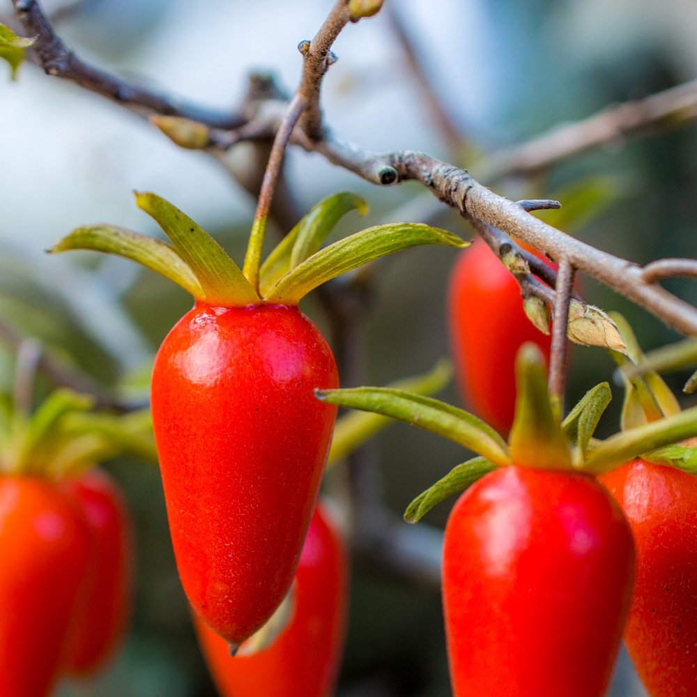 Diamond-Leaf Persimmon Fruit Seeds