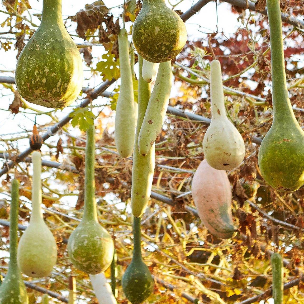 Semi di zucca a fiasco per ortaggi