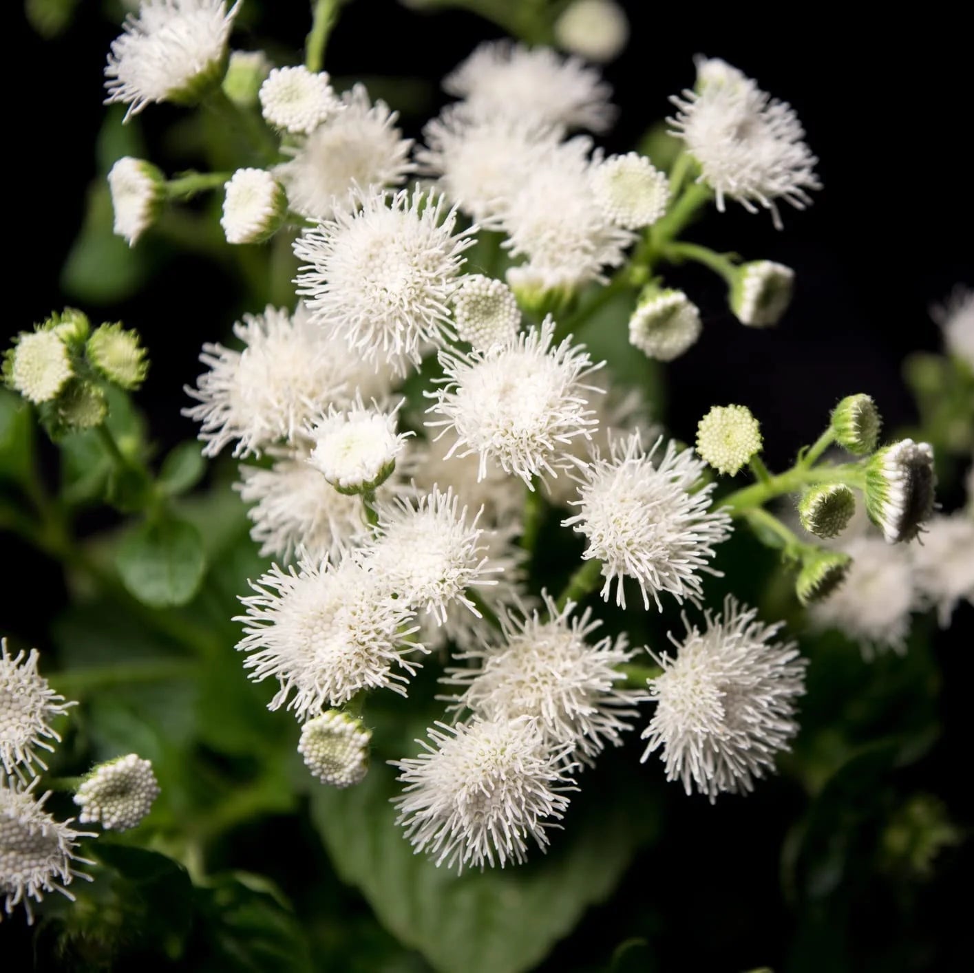 Semi di fiore Agerato bianco
