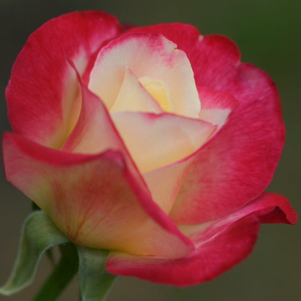 Semillas de flores Rosa Double Delight
