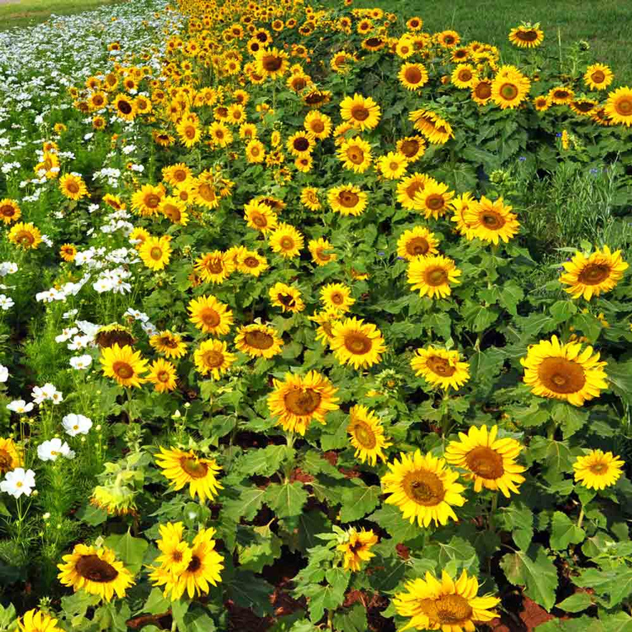 Sunspot Sunflower Seeds
