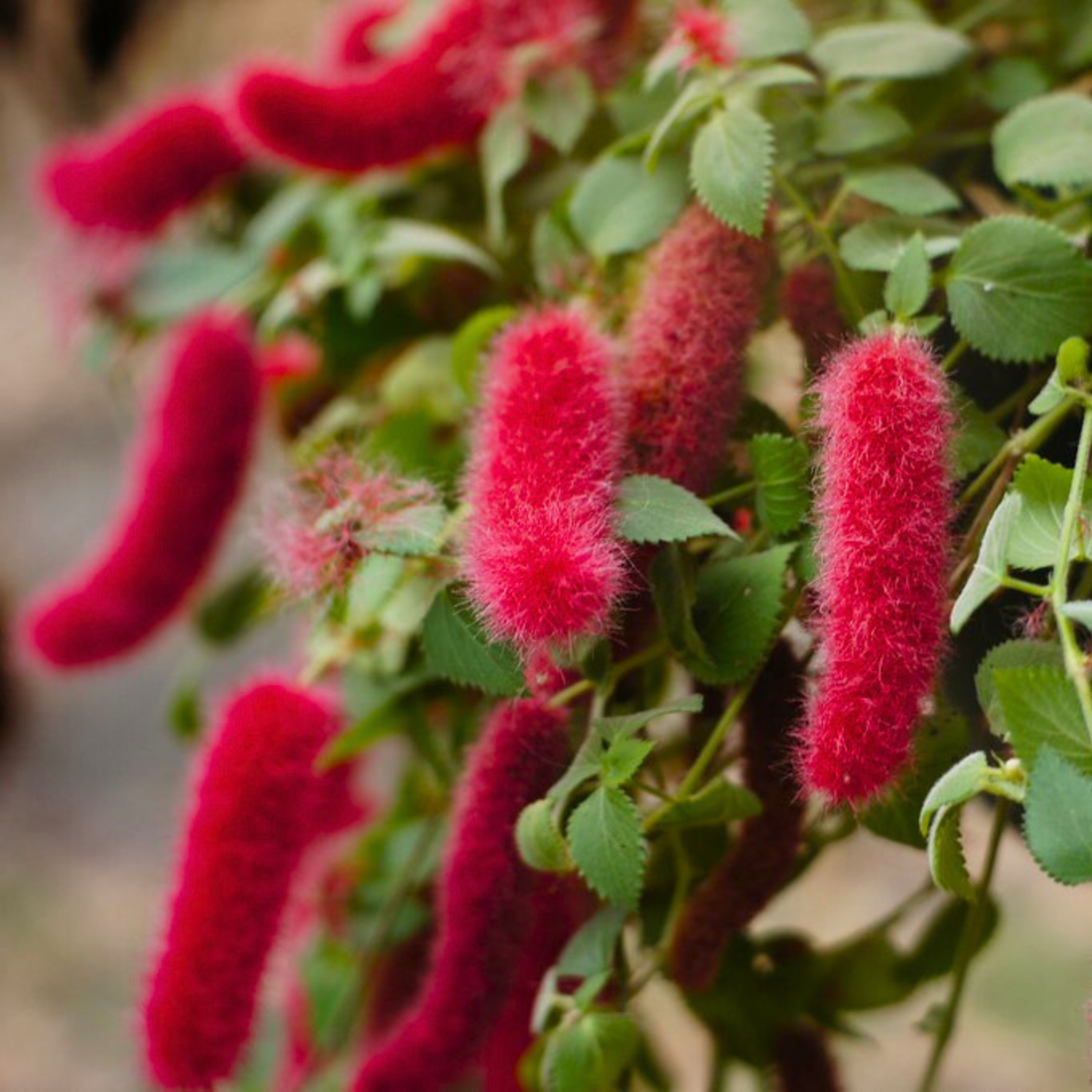 Semillas de flores de Acalypha Pendula (chenilla enana)