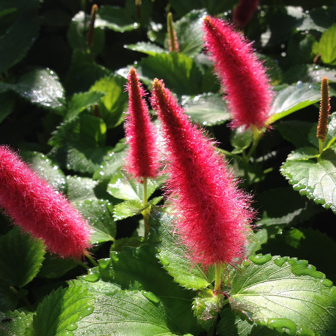 Semillas de flores de Acalypha Pendula (chenilla enana)