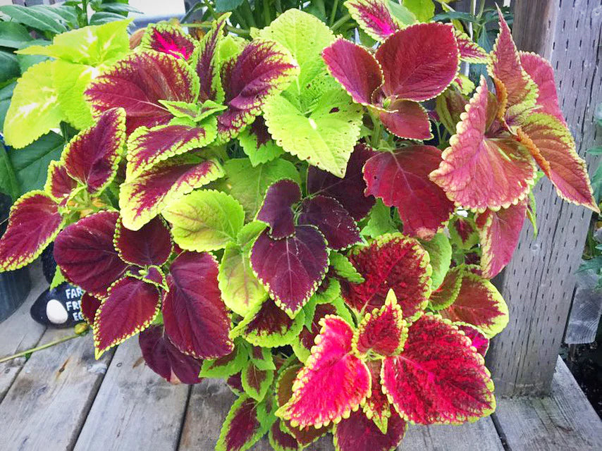 Coleus Plant Seeds for Planting – Heirloom, Non-GMO, Easy to Grow, Annual