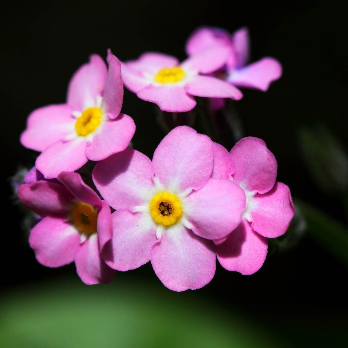 Pink Forget-Me-Not Flower Seeds (Myosotis Sylvatica)