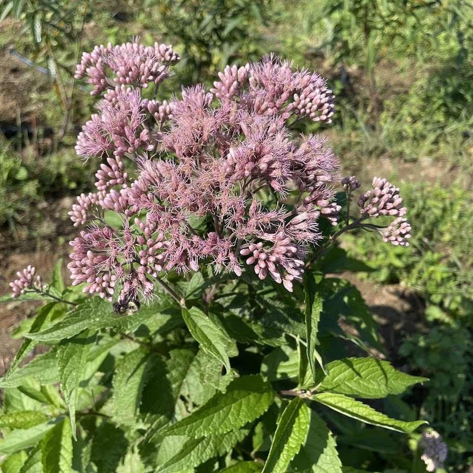 Spotted Joe-Pye Weed Flower Seeds