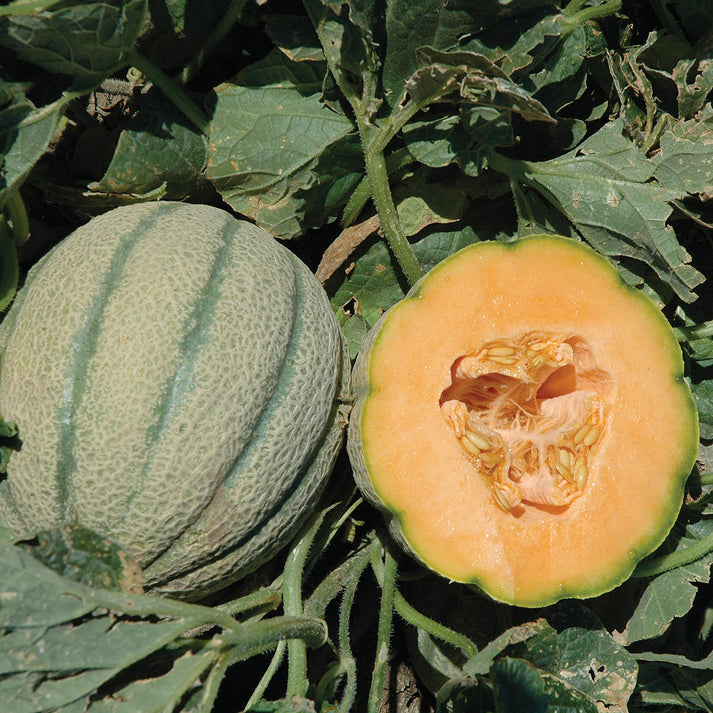 Toskanische Cantaloupe-Fruchtsamen