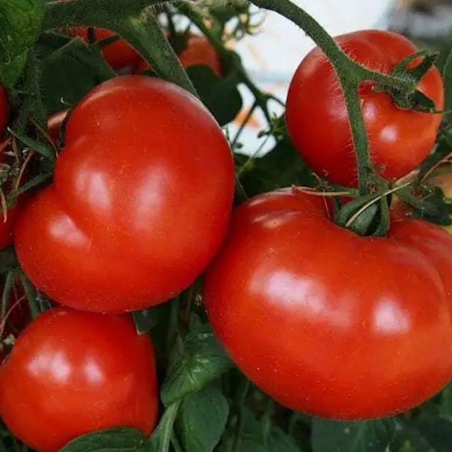 Semillas de tomate vegetal Bush Early Girl II