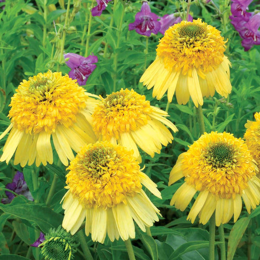 Echinacea Meteor Yellow Flower Seeds for Planting – Heirloom, Non-GMO, Easy to Grow, Pollinator-Friendly