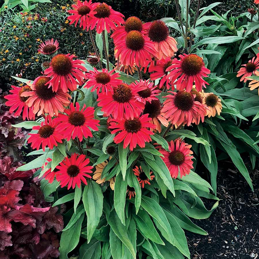 Red Ruby Echinacea Cone flower Seeds
