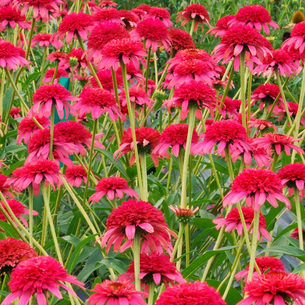 Echinacea Secret Passion Blumensamen