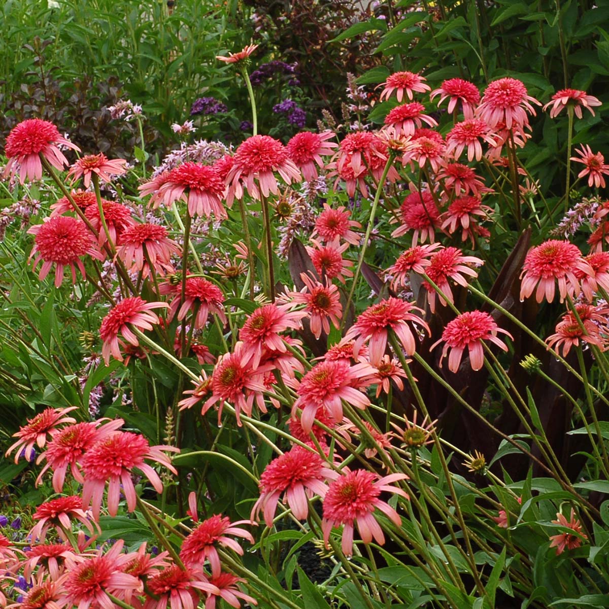 Echinacea Secret Passion Blumensamen