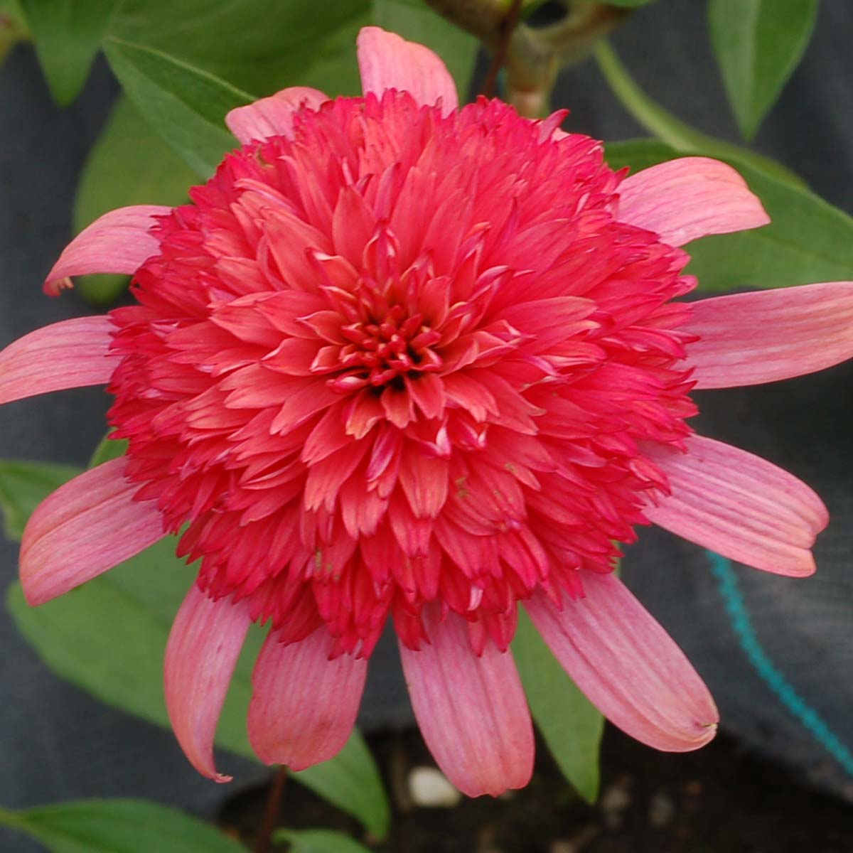 Echinacea Secret Passion Blumensamen