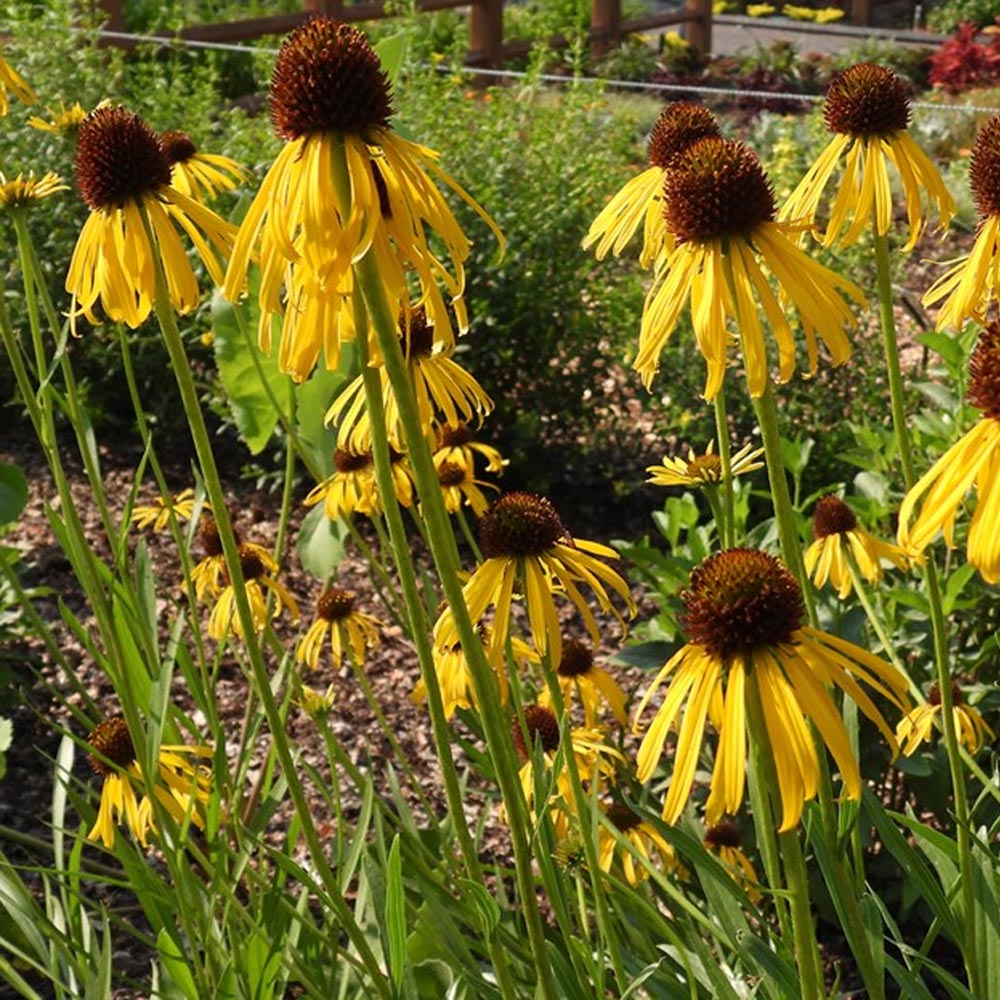 echinacea paradoxa seeds Yellow Coneflower (Echinacea paradoxa) Seeds for Planting – Heirloom, – Pure Asia Seeds