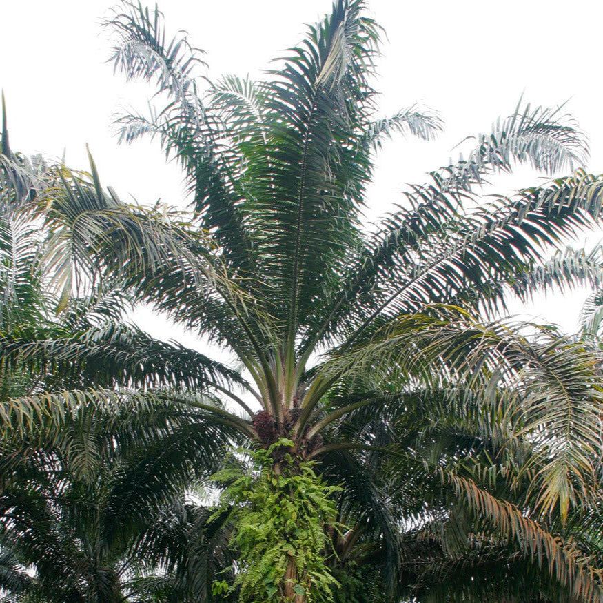 Semillas de palma africana de aceite