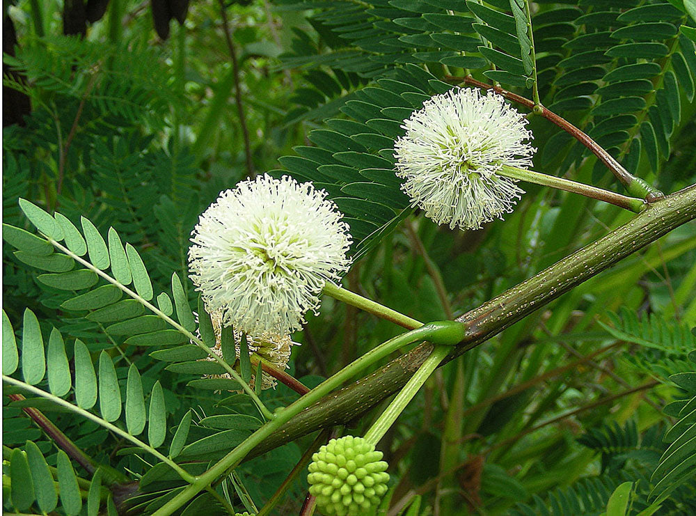 Enterolobium Cyclocarpum Plant Seeds