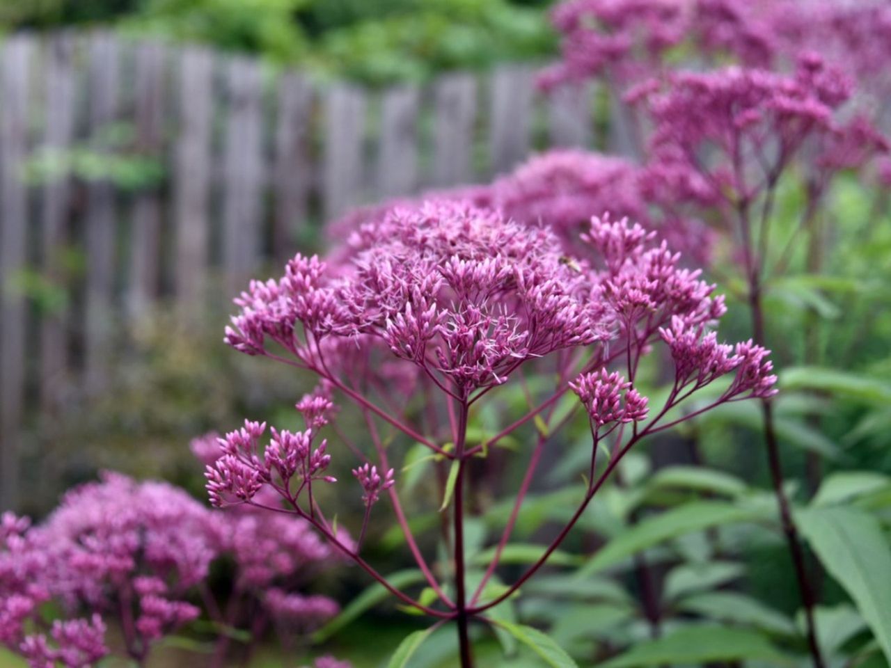 Joe Pye Weed Flower Seeds
