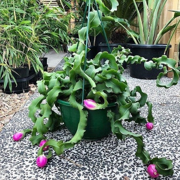 Guatemalan Monstrose Flower seeds for Planting - Low Maintenance, Heirloom & GMO Free Seeds for Home Garden
Sale seeds for planting in home garden