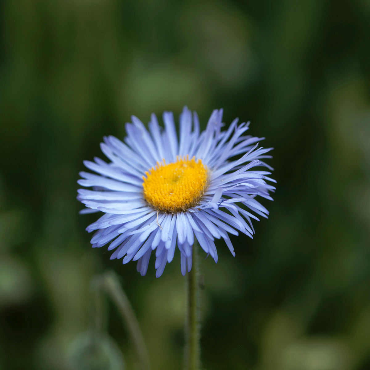 Blue Erigeron Flower seeds for Planting Compact Growth Heirloom & GMO Free Seeds for Home Garden
Sale seeds for home garden planting