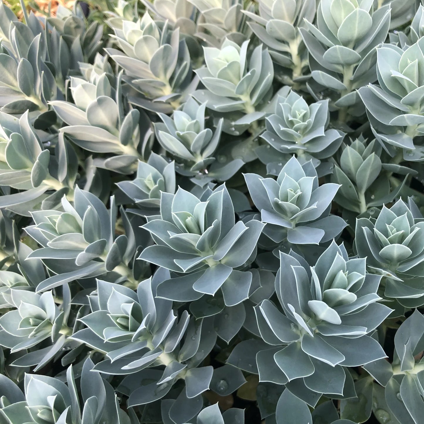 Euphorbia Myrsinites Herb Seeds