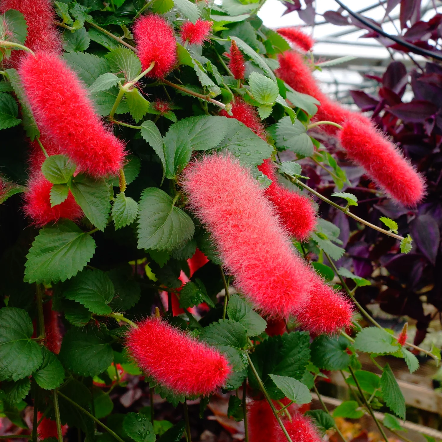 chenille plant seeds Acalypha Pendula (Dwarf Chenille) Flower Seeds for Planting – Heirloom – Pure Asia Seeds