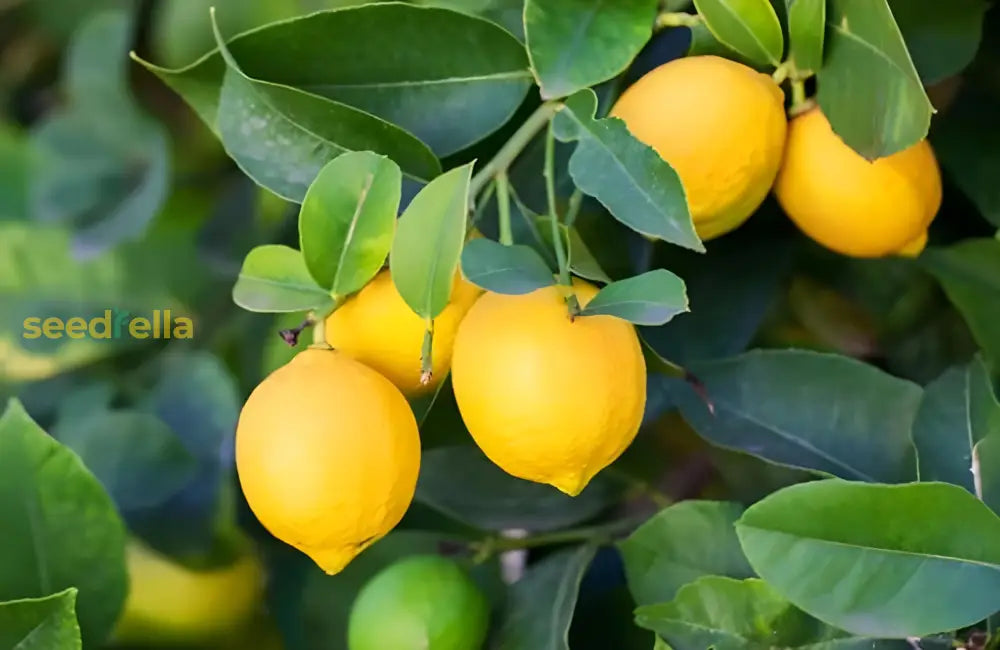 Eureka Fruit Seeds for Easy Planting