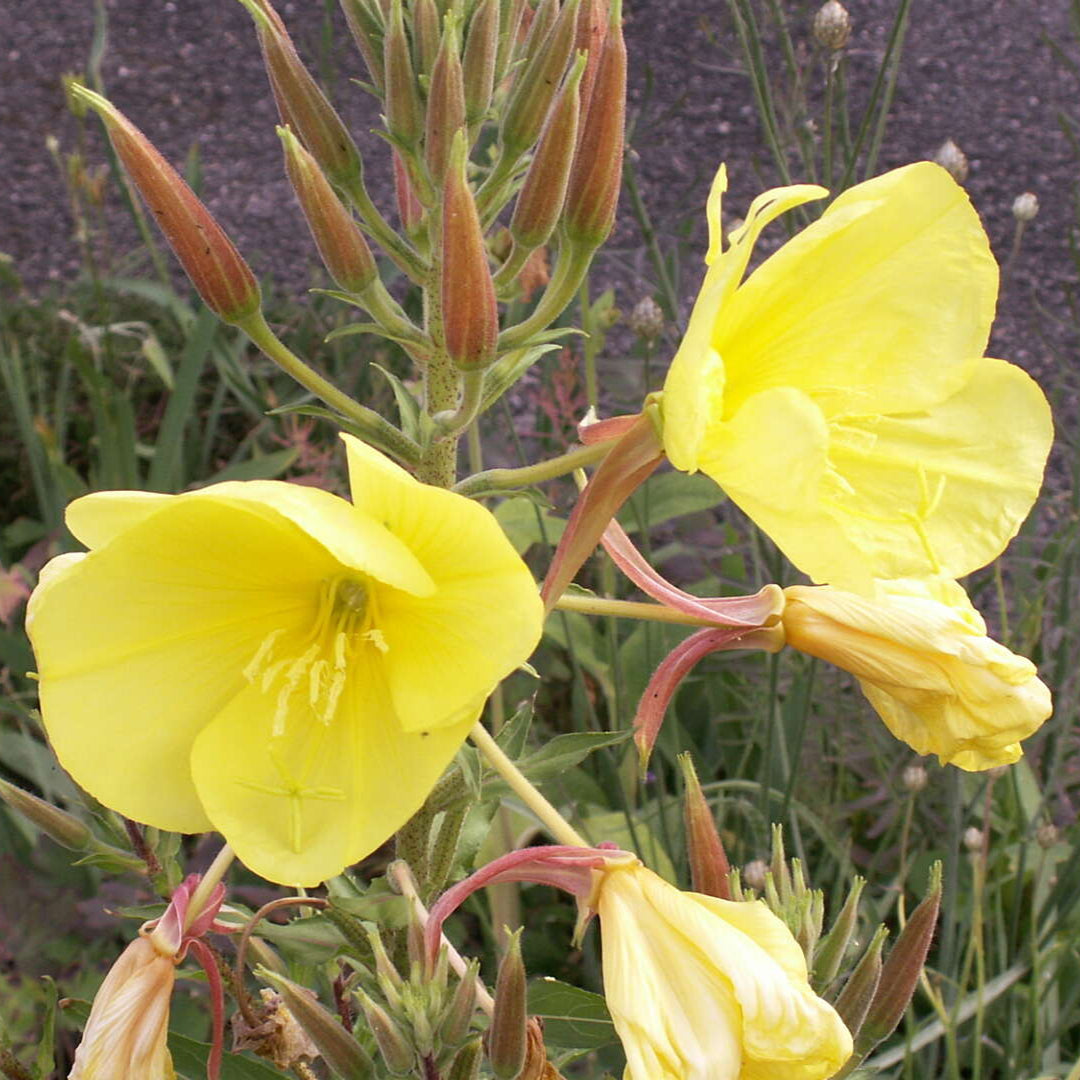 primrose plant seeds Evening Primrose Oenothera Lamarckiana Flower Seeds for Planting – Hei – Pure Asia Seeds