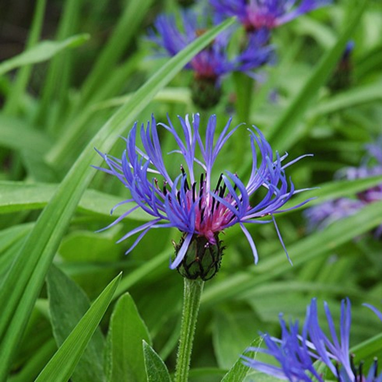Graines de fleurs de bleuet