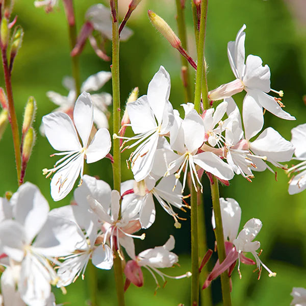 Gaura Lindheimeri Flower Seeds