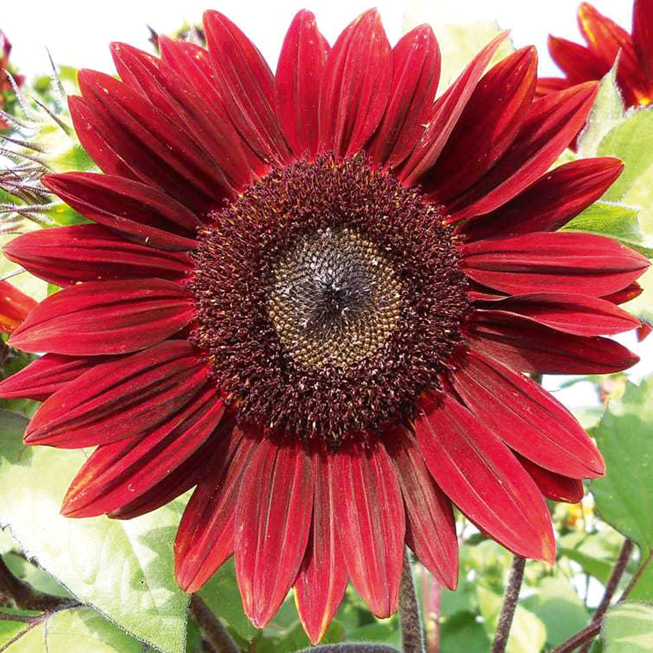 Sunflower Flower seeds for Planting - Fragrant Blossoms, Heirloom & GMO Free Seeds for Home Garden
Sale for planting in home garden