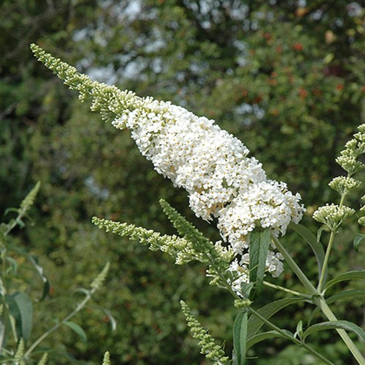White Butterfly Bush Flower Seeds