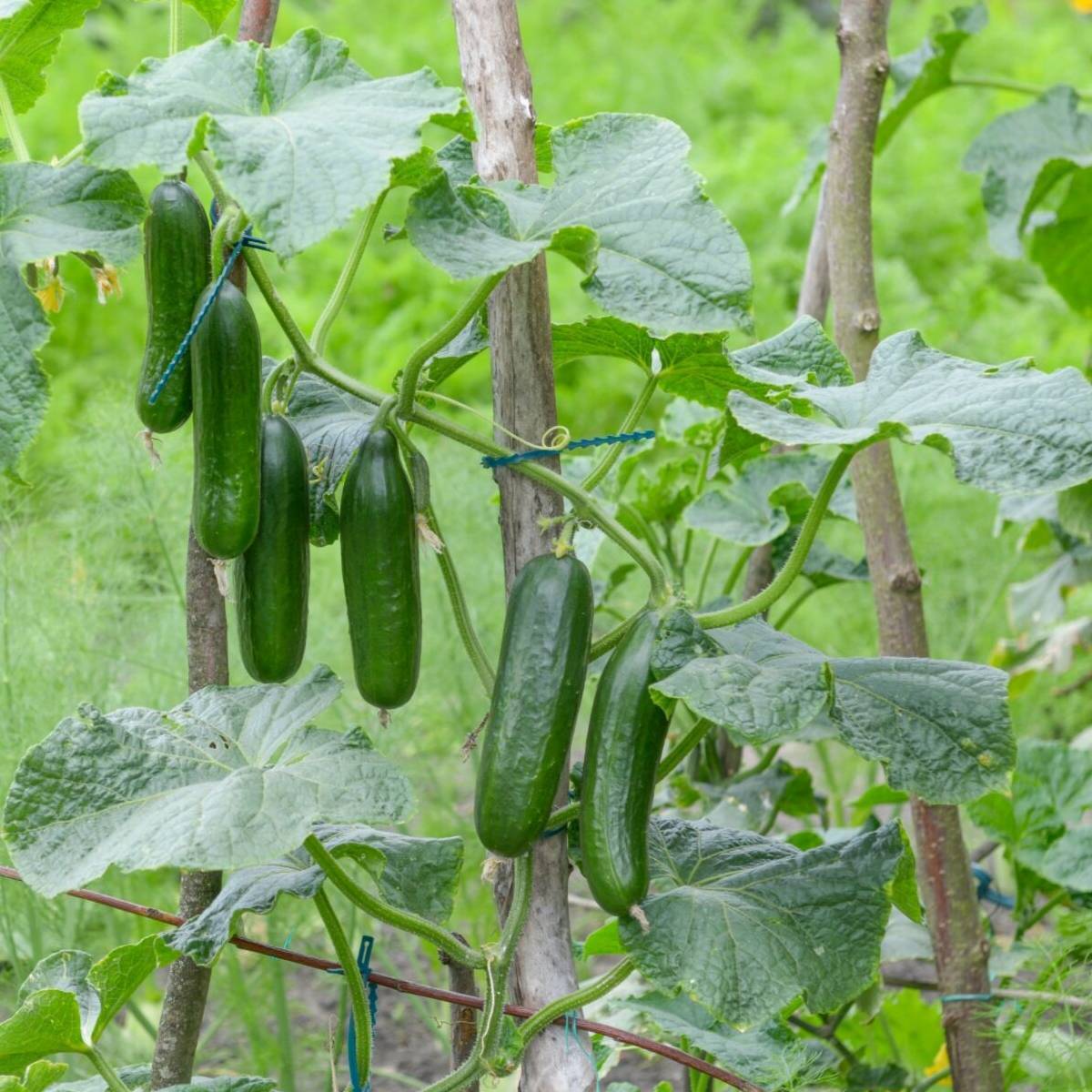 Japanese Long Cucumber Vegetable Seeds