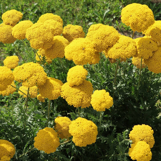 Yellow Yarrow (Achillea millefolium) Flower Seeds for Planting – Heirloom, Non-GMO, Perennial, Drought-Tolerant