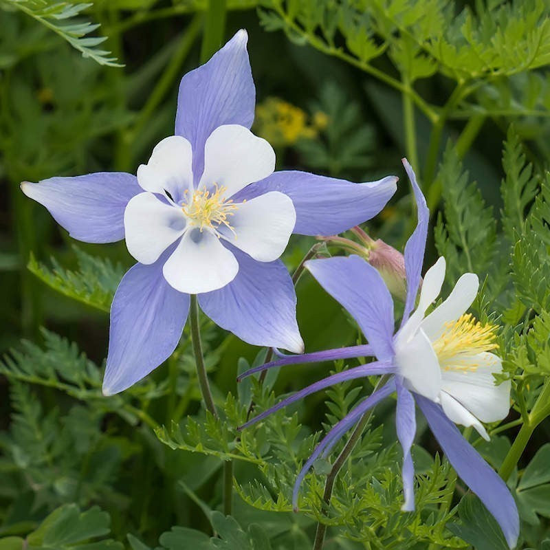 Columbine Flower seeds for Planting Drought Tolerant Heirloom & GMO Free Seeds for Home Garden