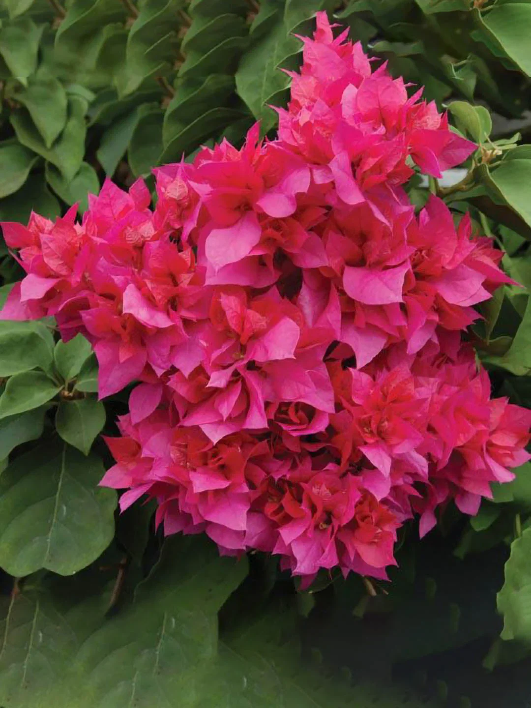 Pink Bougainvillea Flower Seeds