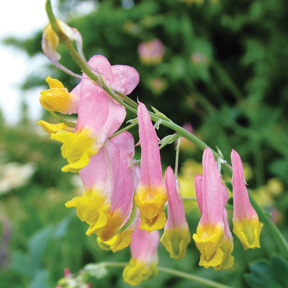 Pink Rock Harlequin Flower seeds for Planting Seasonal Bloomer Heirloom & GMO Free Seeds for Home Garden
Sale seeds for home garden planting