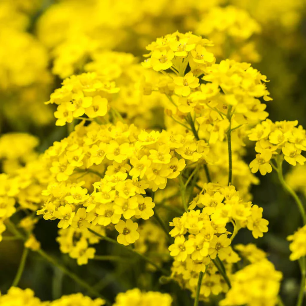 Yellow Alyssum Flower Seeds (Basket-of-Gold)
