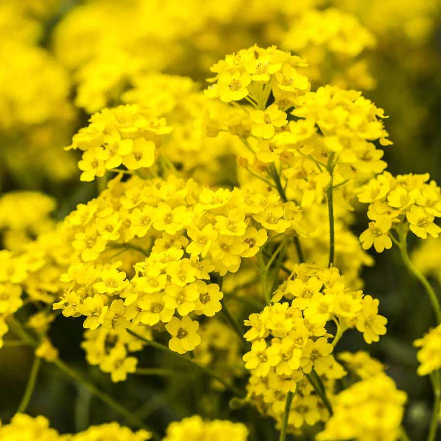 Yellow Alyssum Flower Seeds (Basket-of-Gold)