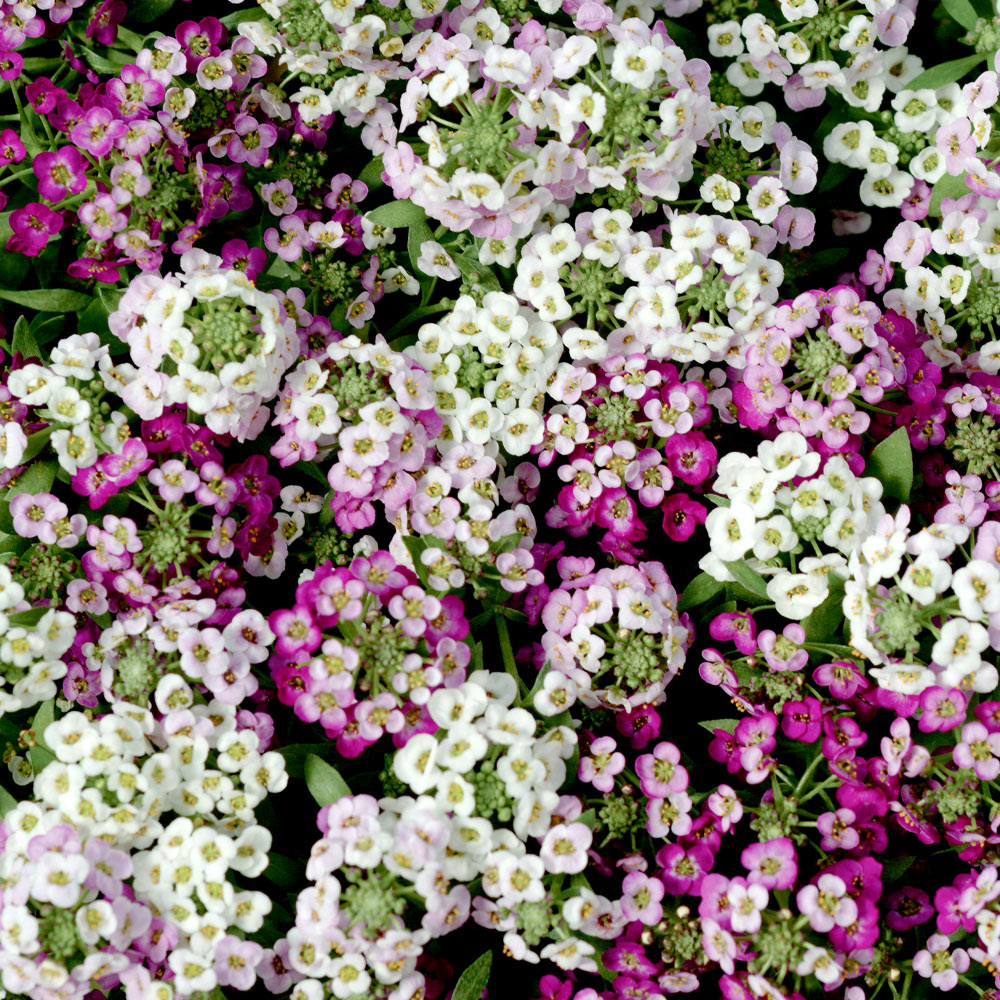 Sweet Alyssum Flower Seeds
